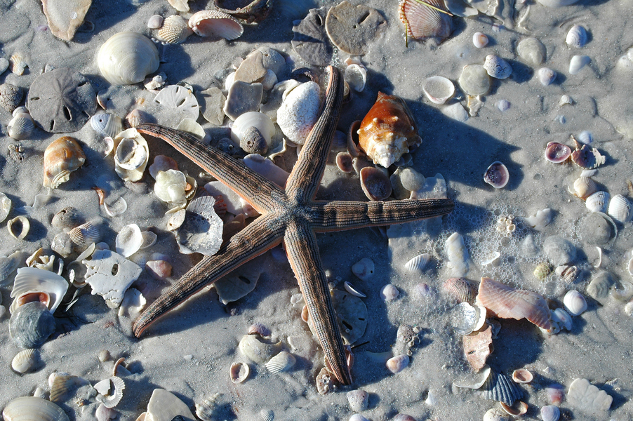 Echinodermata