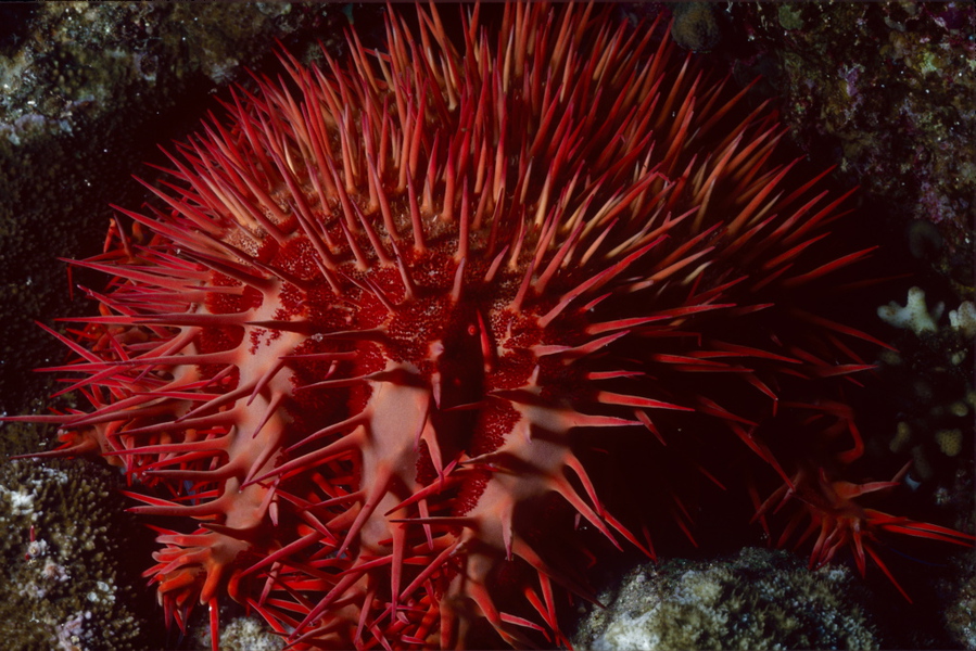 Echinodermata
