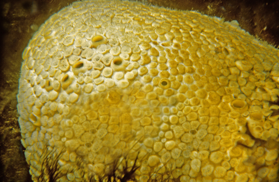 Porifera