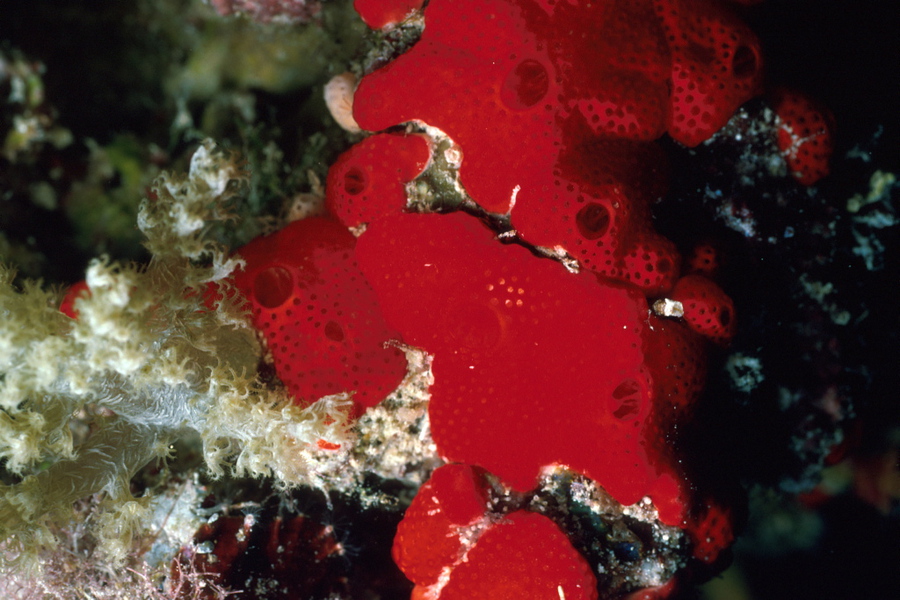 Porifera