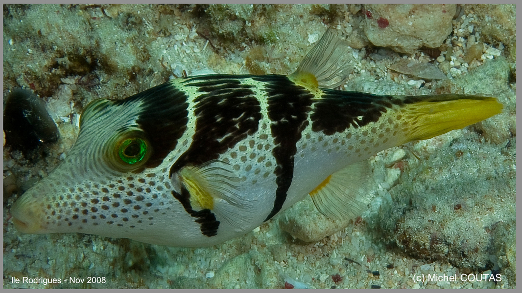 Actinopterygii