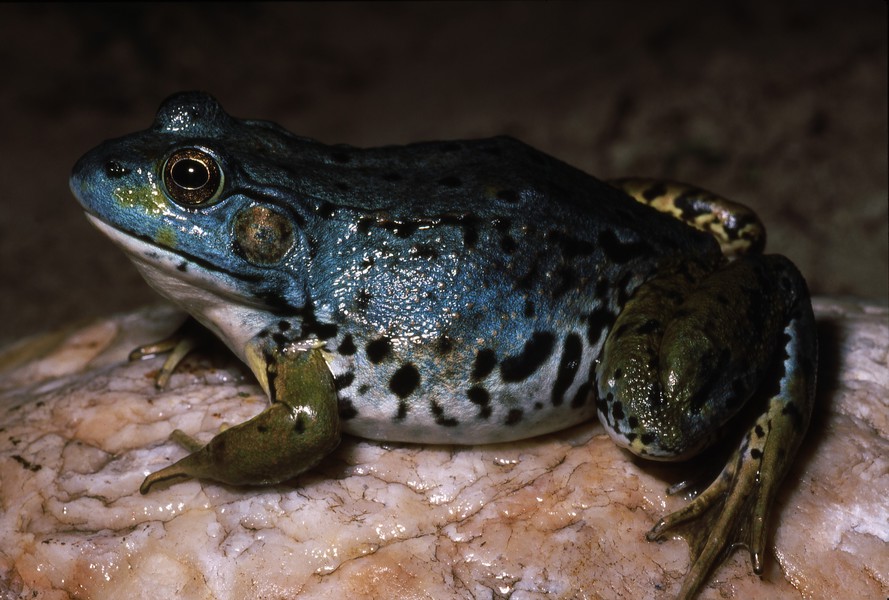 Amphibia