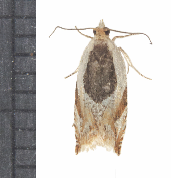 Insecta