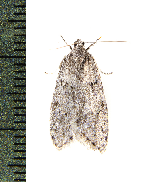 Insecta