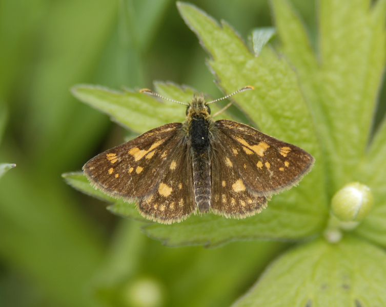Insecta