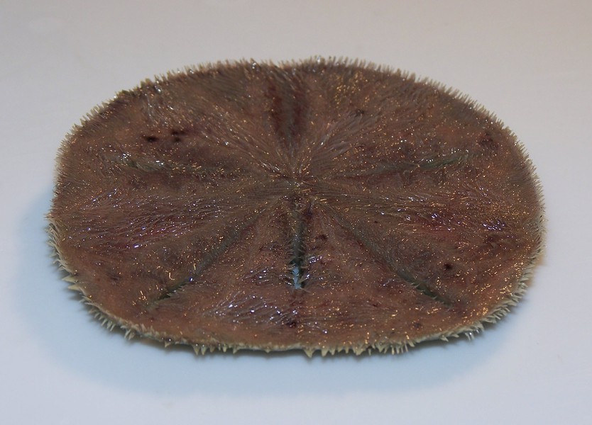Mellita quinquiesperforata