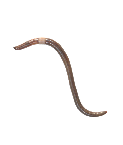Annelida