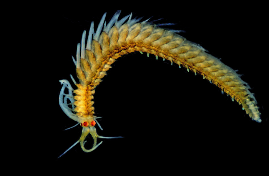 Annelida