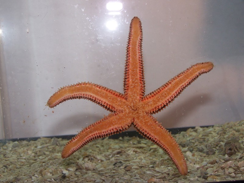 Echinodermata