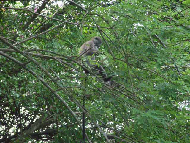 Photo of Trachypithecus obscurus