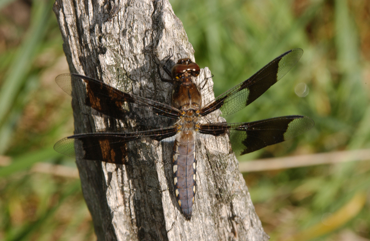 Photo of Libellula lydia