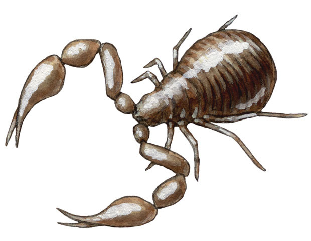 Photo of Chelifer cancroides