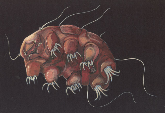 Photo of Echiniscus testudo