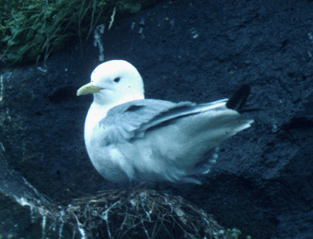 Rissa tridactyla