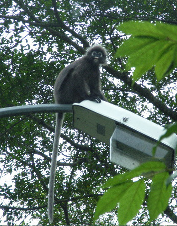 Trachypithecus obscurus