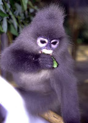 Trachypithecus obscurus
