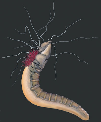 Annelida
