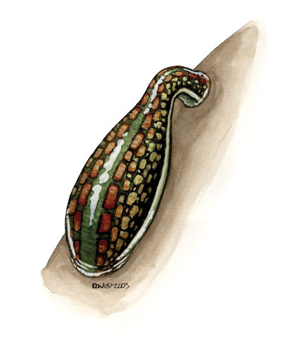 Annelida