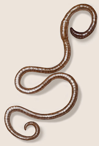 Annelida