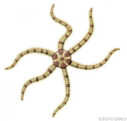 Echinodermata