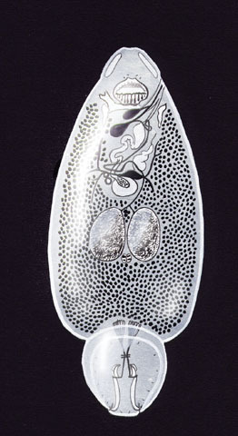 Platyhelminthes