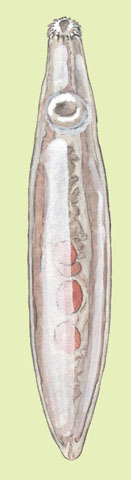 Platyhelminthes