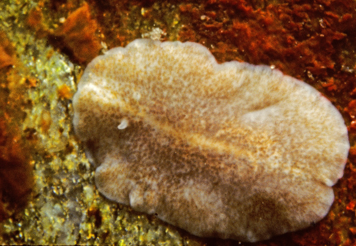 Photo of Stylochus ellipticus