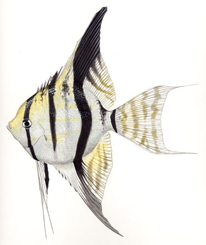 Actinopterygii