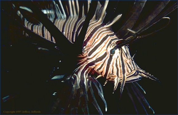 Actinopterygii