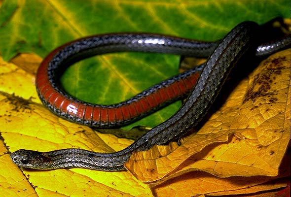 Reptilia