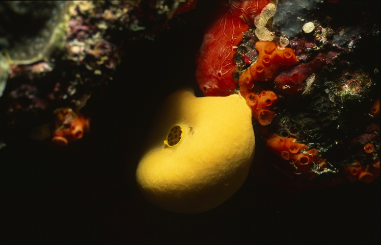 Photo of Leucetta chagosensis