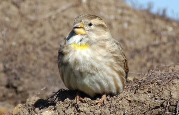 Aves