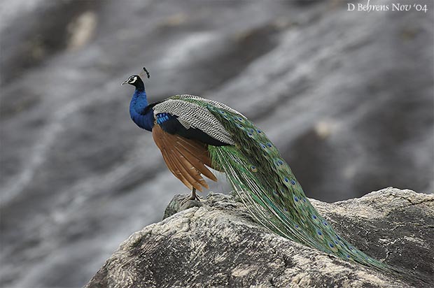 Aves