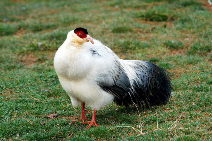 Aves