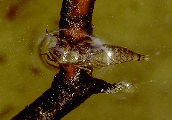 Insecta