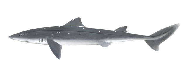 Photo of Squalus acanthias