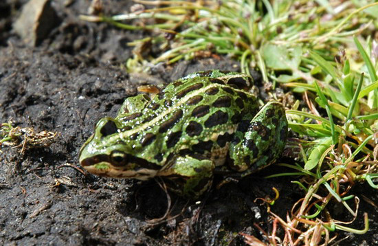 Photo of Nanorana pleskei