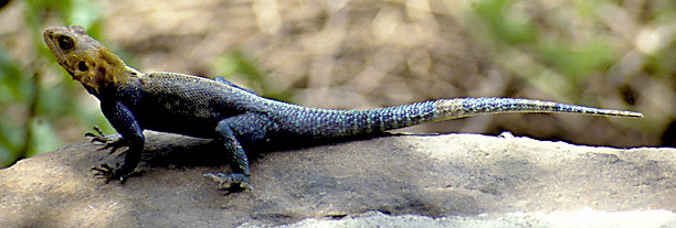Photo of Agama