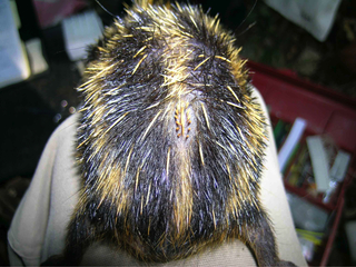 Figure 4. Specialized spines in streaked tenrec.