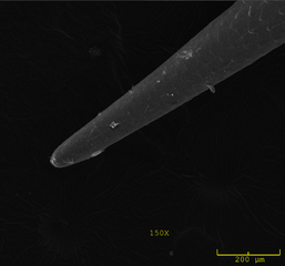Figure 5. Magnified tip of common tailless tenrec spine.