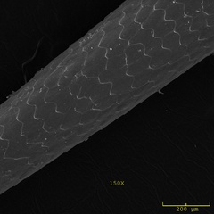Figure 5. Magnified tip of common tailless tenrec spine.