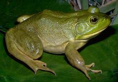 Rana catesbieana