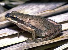 Pseudacris triseriata
